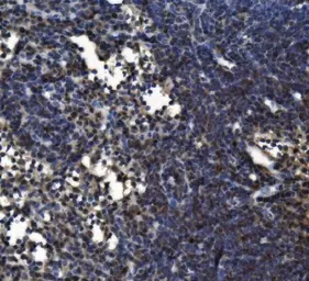 Anti-CD11c antibody used in IHC (Paraffin sections) (IHC-P). GTX04685