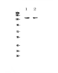 Anti-CD11c antibody used in Western Blot (WB). GTX04686
