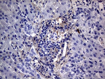 Anti-PMP22 antibody [OTI5D1] used in IHC (Paraffin sections) (IHC-P). GTX04688