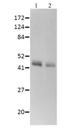 Anti-Horseradish Peroxidase antibody used in Western Blot (WB). GTX04689