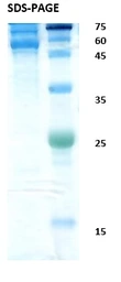 Dengue virus type 1 Envelope protein. GTX04693-pro