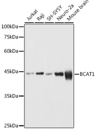 Anti-BCAT1 antibody used in Western Blot (WB). GTX04696