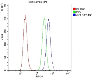 Anti-GM130 antibody [4G3] used in Flow cytometry (FCM). GTX04700
