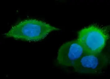 Anti-GM130 antibody [4G3] used in Immunocytochemistry/ Immunofluorescence (ICC/IF). GTX04700