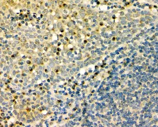 Anti-GM130 antibody [4G3] used in IHC (Paraffin sections) (IHC-P). GTX04700