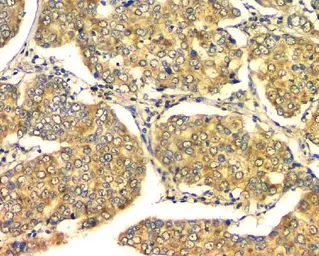 Anti-GM130 antibody [4G3] used in IHC (Paraffin sections) (IHC-P). GTX04700