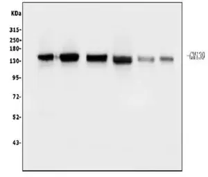 Anti-GM130 antibody [4G3] used in Western Blot (WB). GTX04700