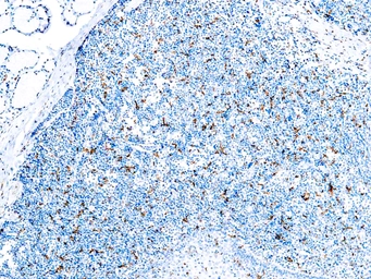 Anti-CD163 antibody [10D6] used in IHC (Paraffin sections) (IHC-P). GTX04717