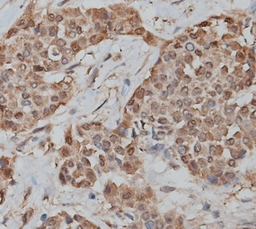 Anti-CD66b antibody used in IHC (Paraffin sections) (IHC-P). GTX04722