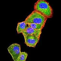 Anti-CD109 antibody [3B5G6] used in Immunocytochemistry/ Immunofluorescence (ICC/IF). GTX04727