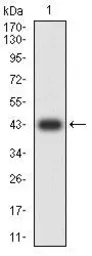 Anti-CD109 antibody [3B5G6] used in Western Blot (WB). GTX04727