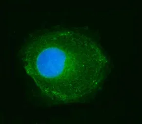 Anti-NDUFS2 antibody used in Immunocytochemistry/ Immunofluorescence (ICC/IF). GTX04733