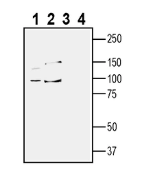 Anti-TYRO3 antibody used in Western Blot (WB). GTX04757