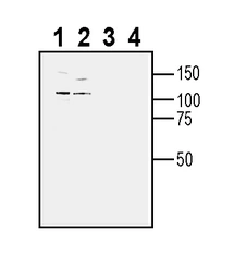Anti-TYRO3 antibody used in Western Blot (WB). GTX04757