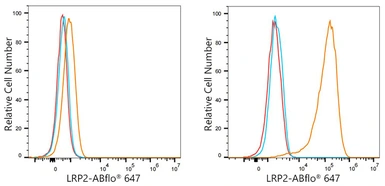 Anti-LRP2 antibody [ARC63830] used in Flow cytometry (FCM). GTX04758