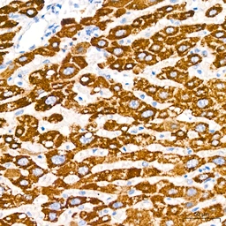 Anti-LRP2 antibody [ARC63830] used in IHC (Paraffin sections) (IHC-P). GTX04758