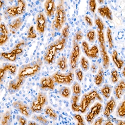 Anti-LRP2 antibody [ARC63830] used in IHC (Paraffin sections) (IHC-P). GTX04758