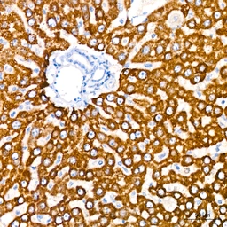Anti-LRP2 antibody [ARC63830] used in IHC (Paraffin sections) (IHC-P). GTX04758