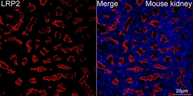 Anti-LRP2 antibody [ARC63830] used in IHC (Paraffin sections) (IHC-P). GTX04758