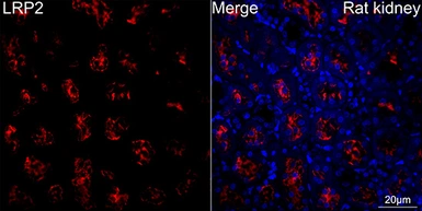 Anti-LRP2 antibody [ARC63830] used in IHC (Paraffin sections) (IHC-P). GTX04758