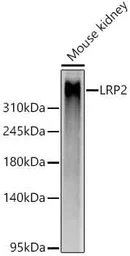 Anti-LRP2 antibody [ARC63830] used in Western Blot (WB). GTX04758