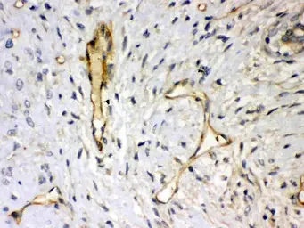 Anti-Syndecan 4 antibody used in IHC (Paraffin sections) (IHC-P). GTX04782