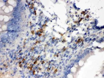 Anti-Syndecan 4 antibody used in IHC (Paraffin sections) (IHC-P). GTX04782