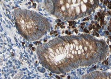 Anti-Syndecan 4 antibody used in IHC (Paraffin sections) (IHC-P). GTX04783