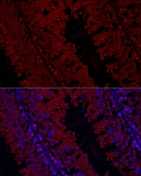 Anti-GPX4 antibody used in IHC (Paraffin sections) (IHC-P). GTX04794