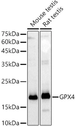 Anti-GPX4 antibody used in Western Blot (WB). GTX04794