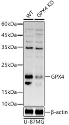 Anti-GPX4 antibody used in Western Blot (WB). GTX04794