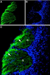 Anti-NCAM antibody used in IHC (Frozen sections) (IHC-Fr). GTX04796