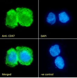 Anti-CD47 antibody used in Immunocytochemistry/ Immunofluorescence (ICC/IF). GTX04816