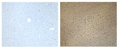 Anti-CD47 antibody used in IHC (Paraffin sections) (IHC-P). GTX04816