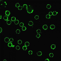 Anti-CD47 antibody [B6H12.2] used in Immunocytochemistry/ Immunofluorescence (ICC/IF). GTX04817