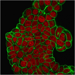 Anti-CD47 antibody [B6H12.2] used in Immunocytochemistry/ Immunofluorescence (ICC/IF). GTX04817