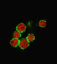 Anti-CD47 antibody [B6H12.2] used in Immunocytochemistry/ Immunofluorescence (ICC/IF). GTX04817