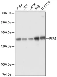 Anti-PFAS antibody used in Western Blot (WB). GTX04818