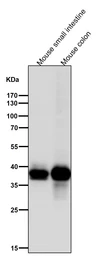 Anti-CDX2 antibody [AFA-3] used in Western Blot (WB). GTX04824