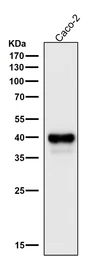 Anti-CDX2 antibody [AFA-3] used in Western Blot (WB). GTX04824