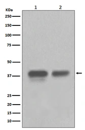 Anti-CDX2 antibody [AFA-3] used in Western Blot (WB). GTX04824