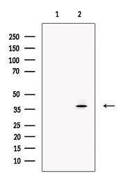 Anti-MAFA antibody used in Western Blot (WB). GTX04828