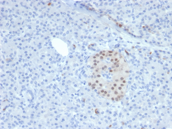 Anti-NKX6-1 antibody [NKX61/2561] used in IHC (Paraffin sections) (IHC-P). GTX04829