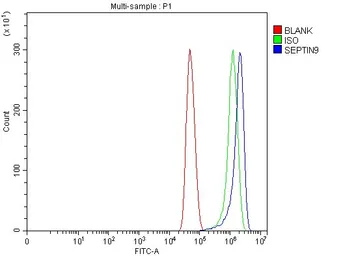Anti-SEPT9 antibody used in Flow cytometry (FCM). GTX04846