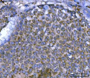 Anti-SEPT9 antibody used in IHC (Paraffin sections) (IHC-P). GTX04846