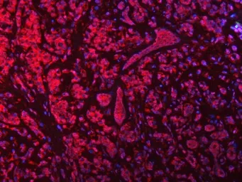 Anti-SEPT9 antibody used in IHC (Paraffin sections) (IHC-P). GTX04846