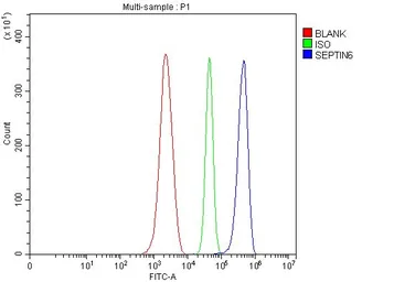 Anti-SEPT6 antibody used in Flow cytometry (FCM). GTX04848