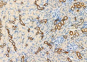 Anti-FGF21 antibody used in IHC (Paraffin sections) (IHC-P). GTX04856