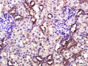 Anti-CD4 antibody used in IHC (Paraffin sections) (IHC-P). GTX04861