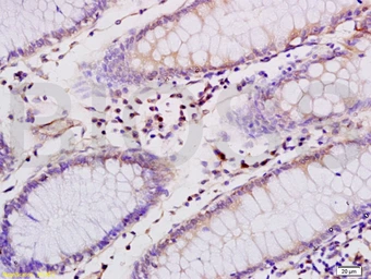 Anti-CD4 antibody used in IHC (Paraffin sections) (IHC-P). GTX04861